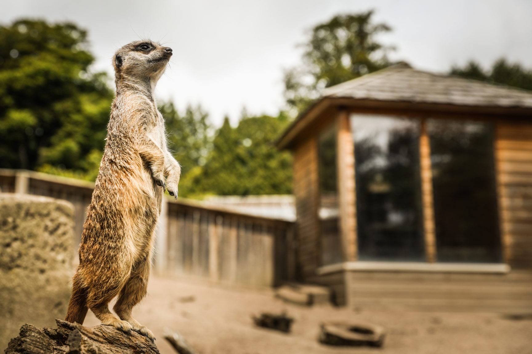 Camperdown Wildlife Centre preparing to back visitors from