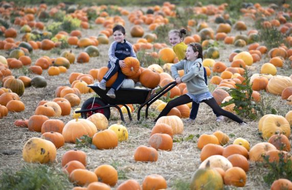 Torin Dillon, aged 3, from Dunfermline, with his sisters Alba, aged 6, and Sofia, aged 7, take part in Pumpkin picking at Craigie Farm in South Queensferry last year.
