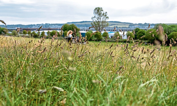 Magdalen Green in June.