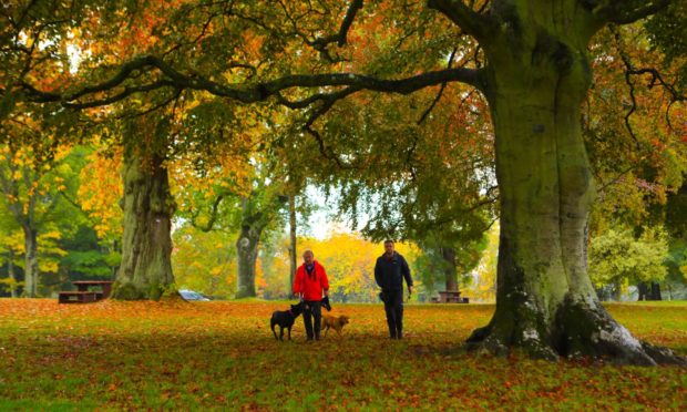Improvements are planned at Camperdown Park.