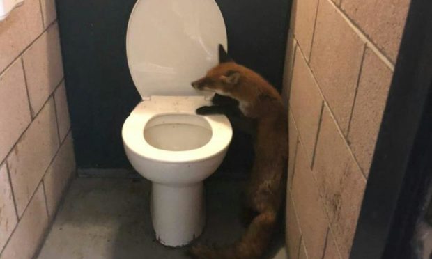 A fox was trapped in Dens Park. Photo supplied by the SSPCA.