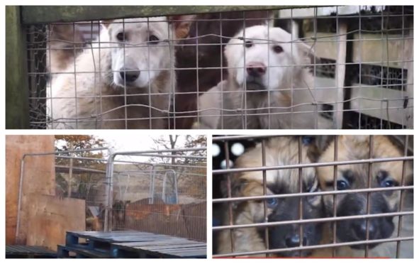 More than 60 dogs and cats were found in horrific conditions by SSPCA workers in Perthshire.