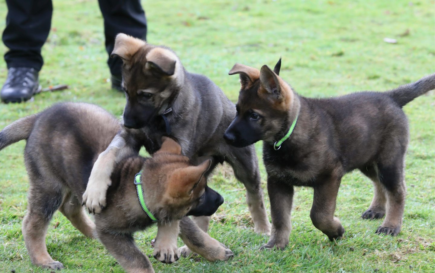 Police dogs have gone to Blemont Castle for training by Tayside officers - Vimarsana News