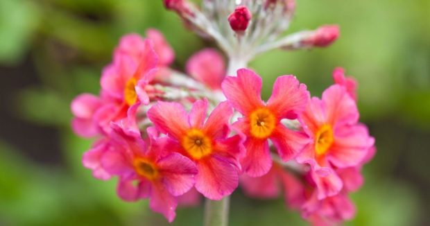 Primula Candelabra.