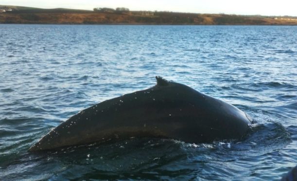 A young humpback whale in the Firth of Forth