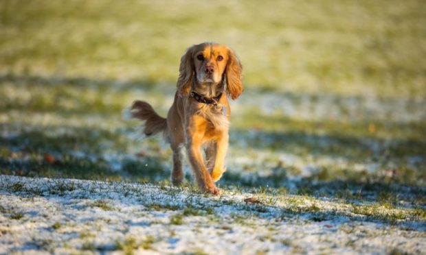 dog toxic horse manure