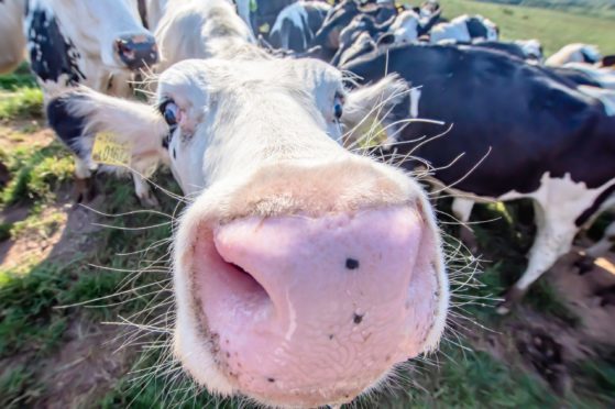 White cow close up portrait on pasture.Farm animal looking into camera with wide angle lens.Funny and adorable animals.Cattle Uk.Big, oversized and pink cow nose.; Shutterstock ID 1192278301; Job: Farming; 9c41e044-8c32-40ab-9628-b7f6a02b5d6a