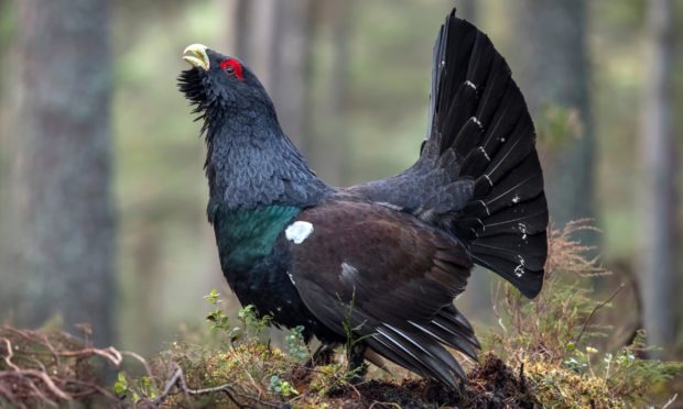 A capercaillie.