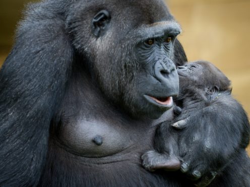 Mining of special metals for use in handsets has long blighted gorilla habitats (Ben Birchall/PA)