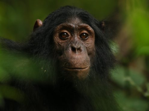 Chimpanzees seemed unfazed by the cameras (Kevin Langergraber/Ngogo Chimpanzee Project/PA)