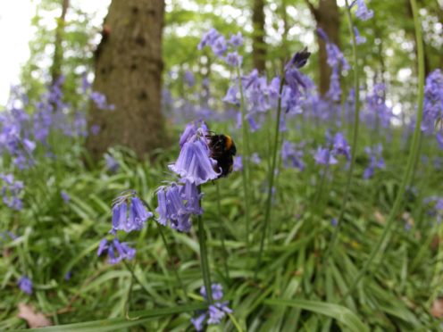 Climate change, habitat loss, pollution and disease are pushing some bees to extinction (Suzie Hubbard/PA)