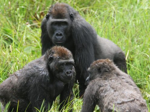 Western Gorillas at the Mbeli Bai Clearing in Nouabale-Ndoki National Park (Wildlife Conservation Society)