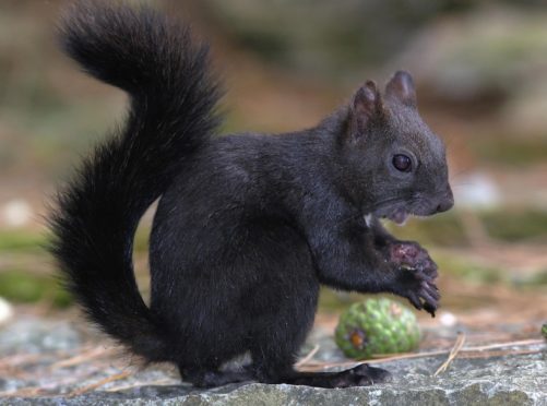 Black squirrels are the result of grey squirrels interbreeding, scientists say (Anglia Ruskin University/PA)