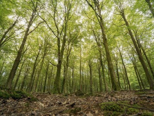 A series of interactive ‘expeditions’ will teach children about forests and the people who work in them (Forestry Commission/PA)