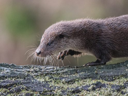 Otters have seen numbers recover since they crashed in the 1970s (Josh Jaggard)