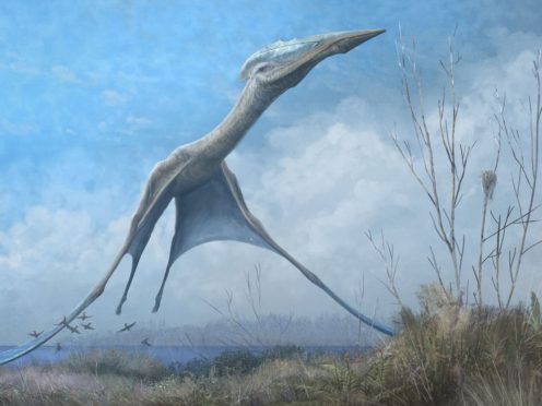 A giant pterosaur (Mark Witton/Trends in Ecology and Evolution/PA)