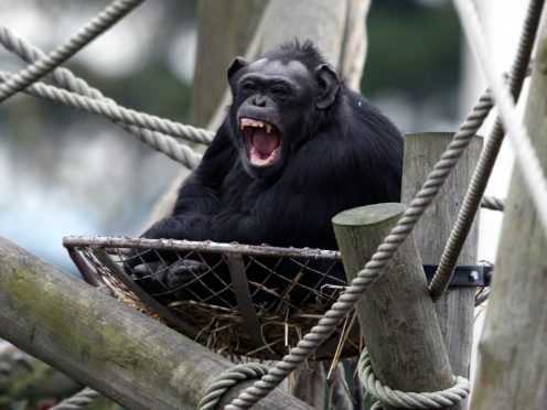 Scientists have found that the voice box in primates such as gorillas, chimpanzees and baboons is ‘significantly larger’ in relation to their body size (Andrew Milligan/PA)