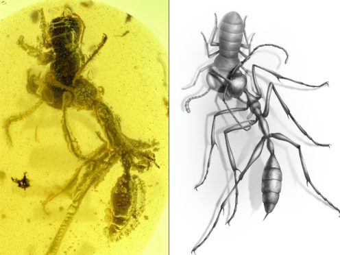 The hell ant Ceratomyrmex ellenbergeri attempting to devour its prey (NJIT, Chinese Academy of Sciences and University of Rennes)