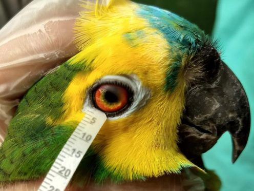 Collecting tears from a turquoise-fronted amazon (Arianne P Oria/Federal University of Bahia)