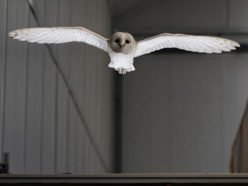 Experts found large and powerful wing muscles have a stabilising function that allows birds to cope with strong and sudden wind changes (Handout/PA)