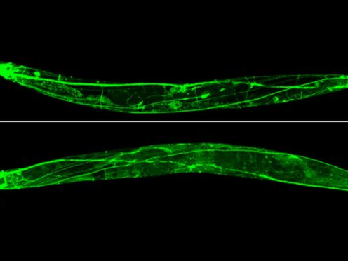 A microscopic image of the Caenorhabditis elegans worm used in the research (ESA/PA)