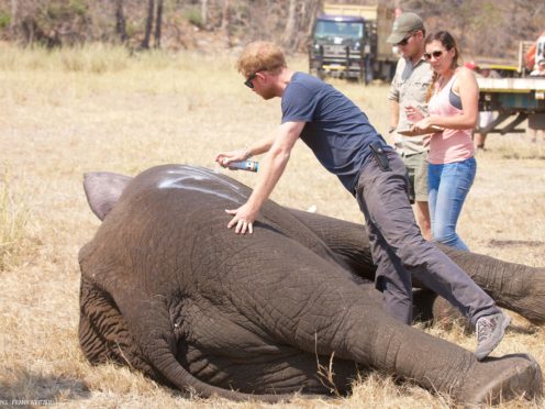 Prince Harry while he worked in Malawi with African Parks (Kensington PAlace/PA)