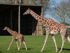 Margaret the giraffe calf takes her first steps outside at Whipsnade Zoo (ZSL Whipsnade Zoo/PA)
