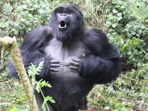A male gorilla chest beating (Dian Fossey Gorilla Fund)