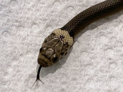 A pale-headed snake is photographed in Sydney (Gary Pattinson/WIRES via AP)