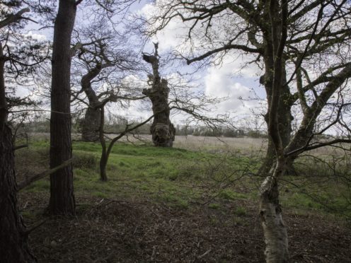 Ancient trees at Oxburgh Hall, Norfolk (Gerald Peachey/Red Zebra Photography/National Trust/PA)