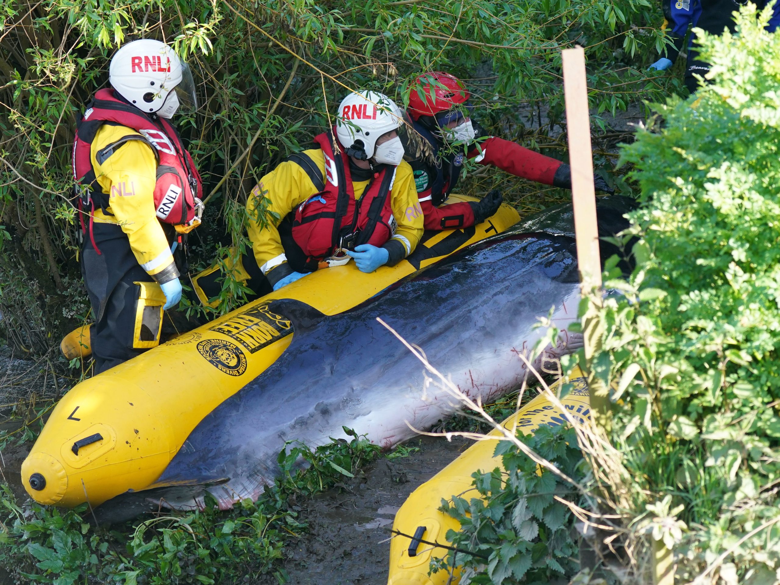 Stranded minke whale in River Thames put down - Evening Telegraph - Vimarsana News