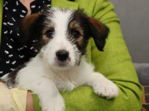 Studies have shown that pets can catch Covid-19 from their owners (Brian Lawless/PA)