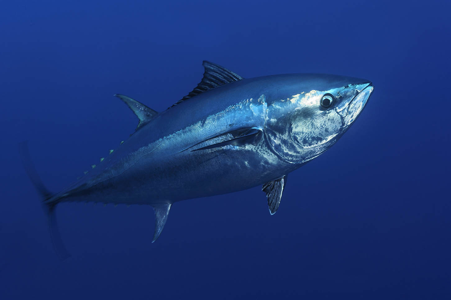 Bluefin tuna freed after raiding Scottish fish farm Fish