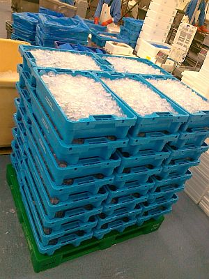 15kg boxes  plastic pallet (2)