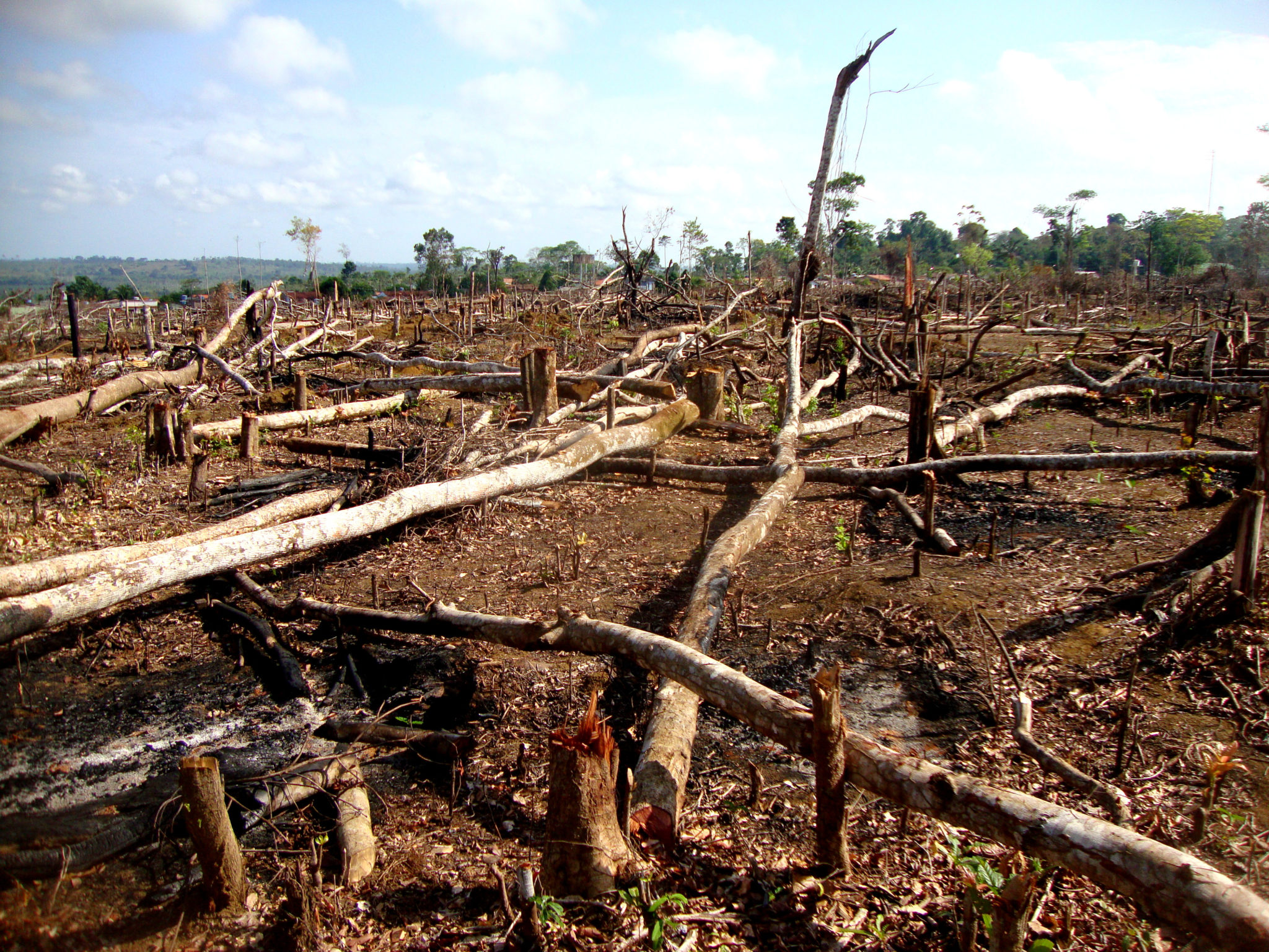 Soy producers take a stand against deforestation - Fish Farmer Magazine