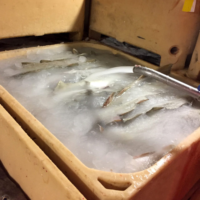 Increased cooling speed and shelf life with Optimice® slurry ice system