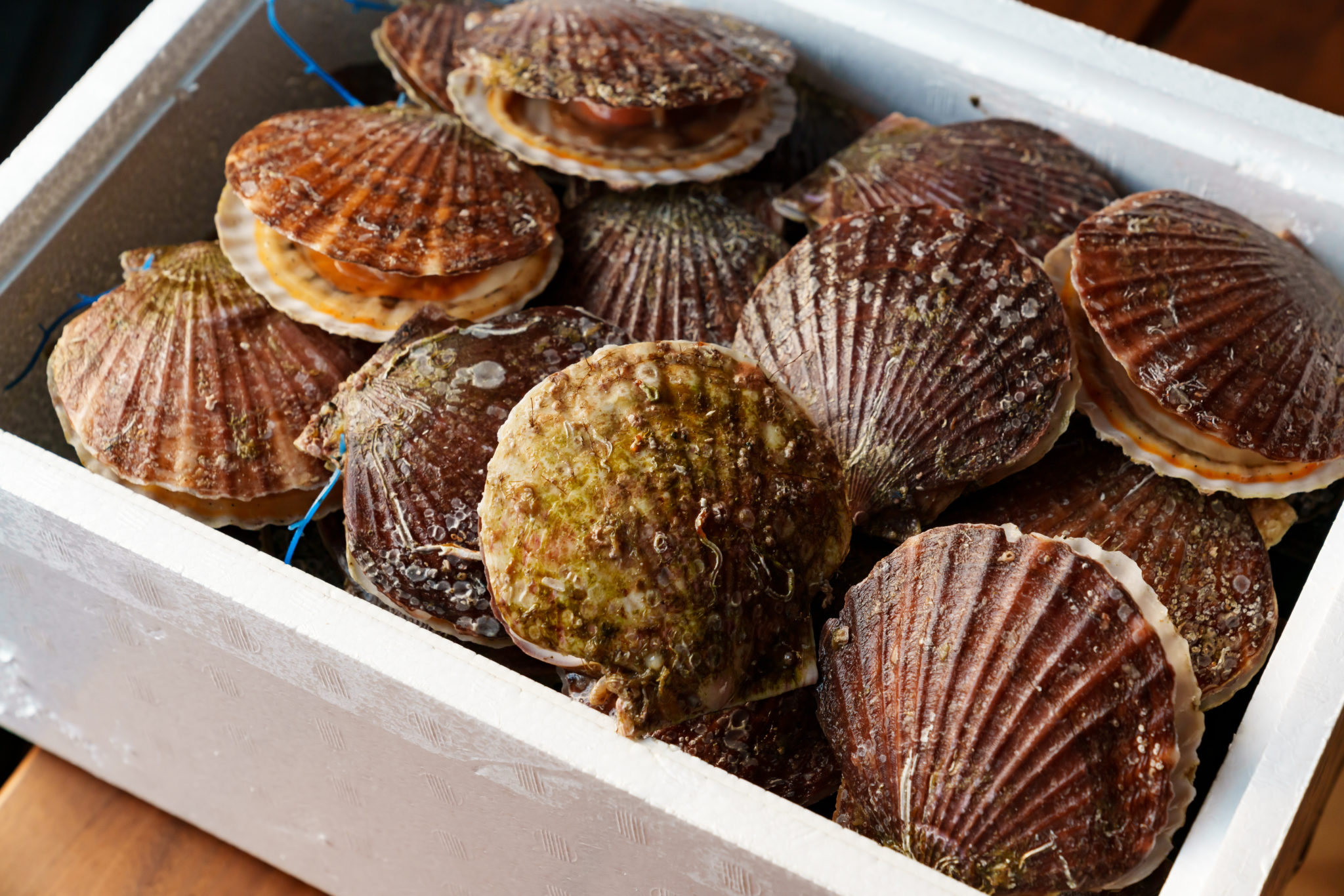 Live shellfish exports face 'indefinite' EU ban Fish Farmer Magazine
