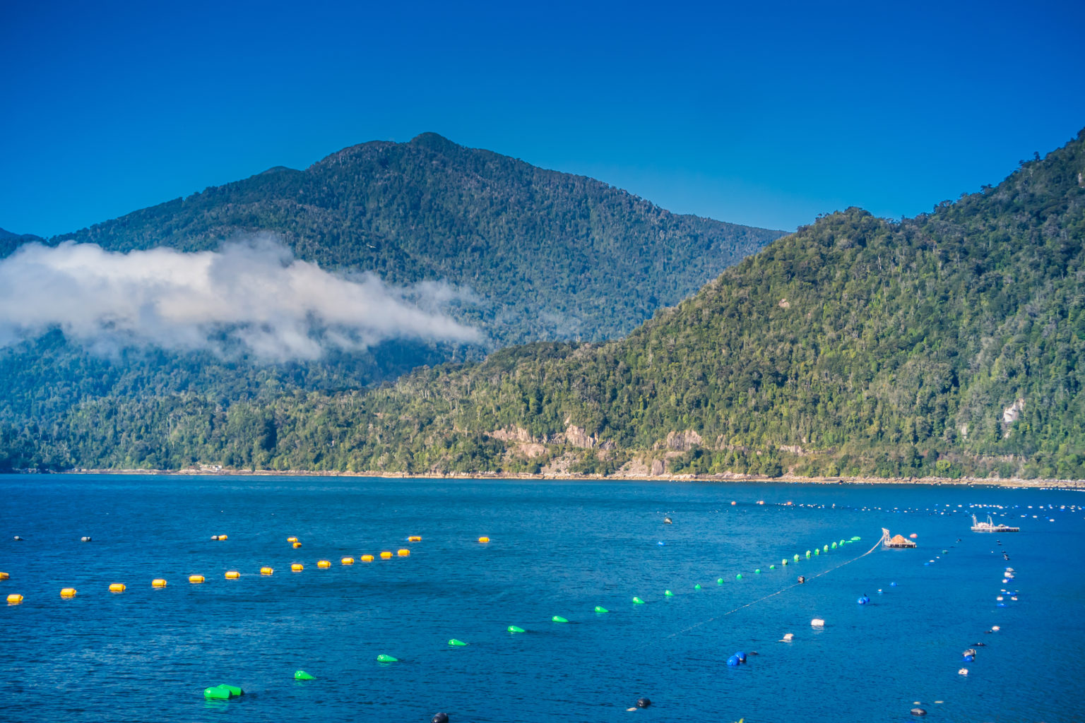 chile-farms-hit-by-new-algal-attack-fish-farmer-magazine
