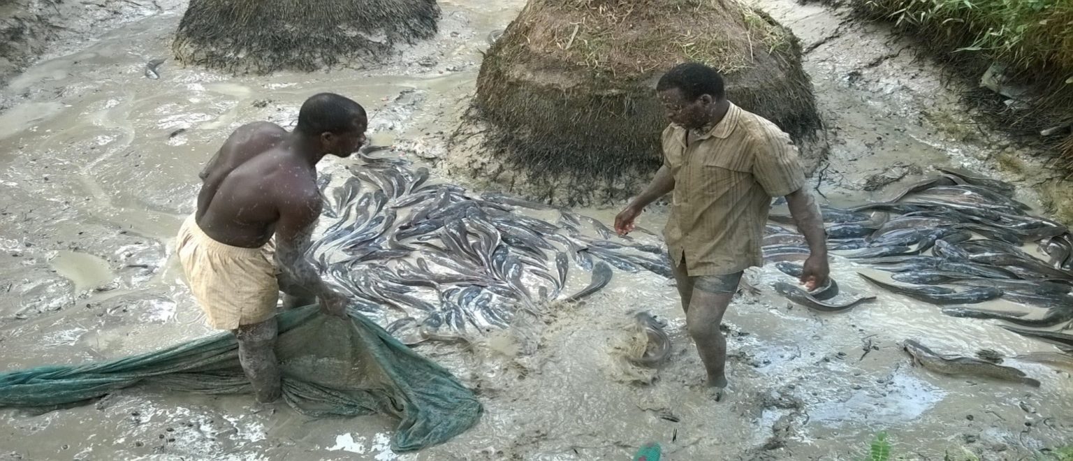 Aid deal for fish farmers in Nigeria Fish Farmer Magazine