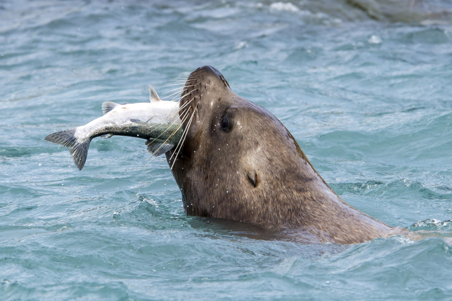 Oregon set for sea lion cull to save salmon - Fish Farmer Magazine