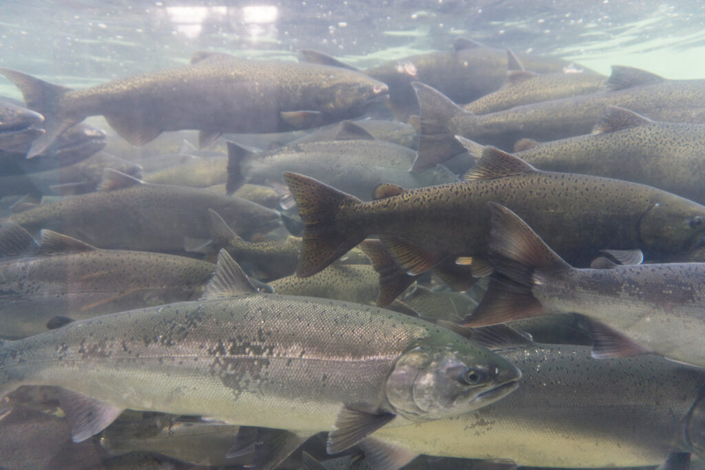 NRS culls 800,000 salmon in new disease blow Fish Farmer Magazine