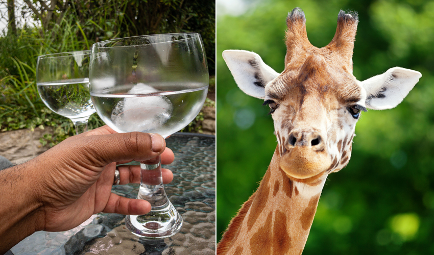 zoo gin tasting Chester zoo gin tasting