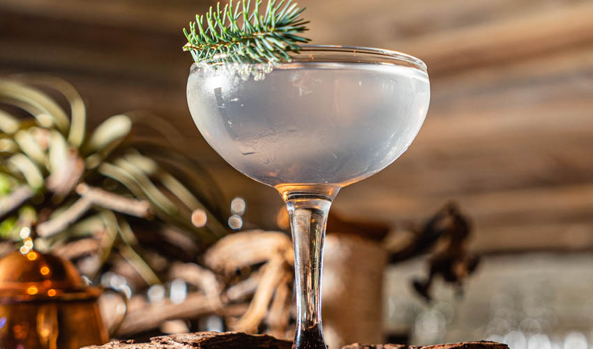 winter gin recipe Featured Image for Here's How Make Your Own Winter Gin From 'Christmas Trees'