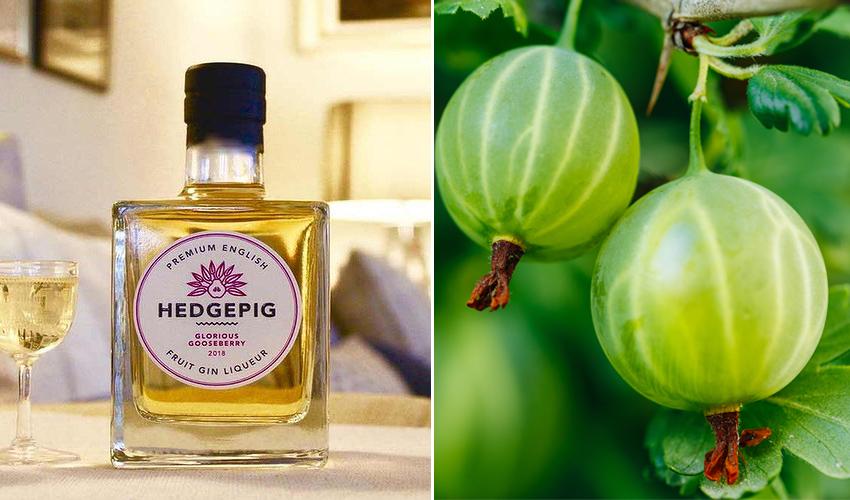 Hedgepig Gooseberry Gin Liqueur Makes a Fabulously Fresh G&T The Gin Kin