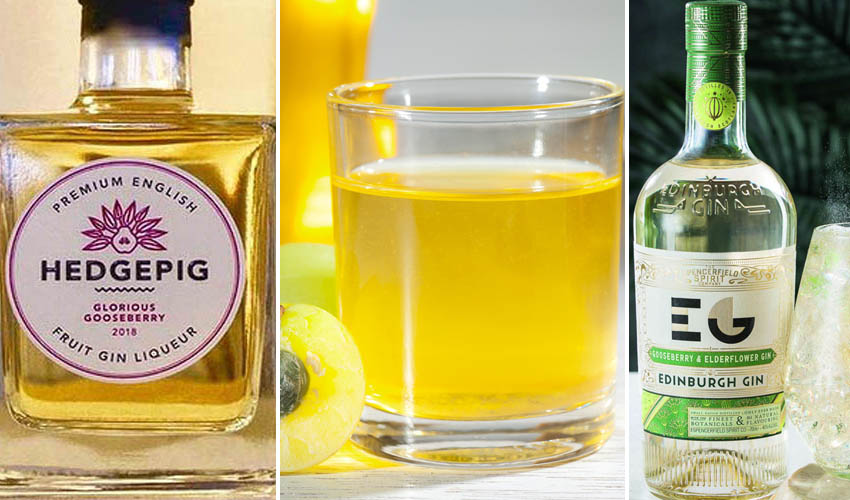 Gooseberry Gin Best Recipe and Where to Buy The Gin Kin