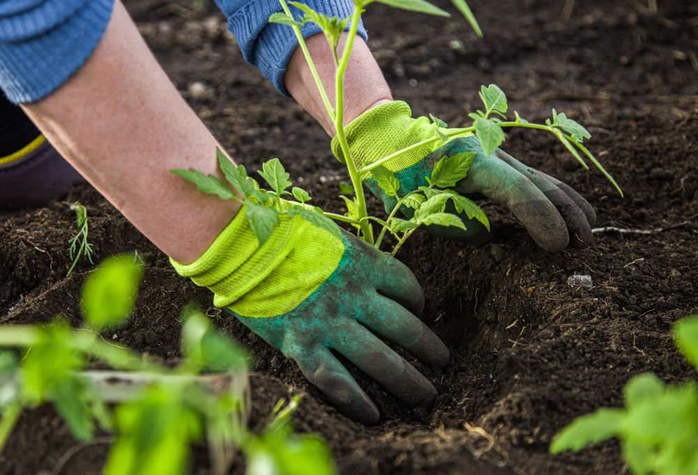 planting young seedlings in vegetable plot