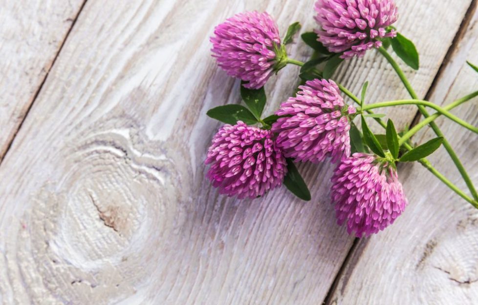 red clover herb on wooden table