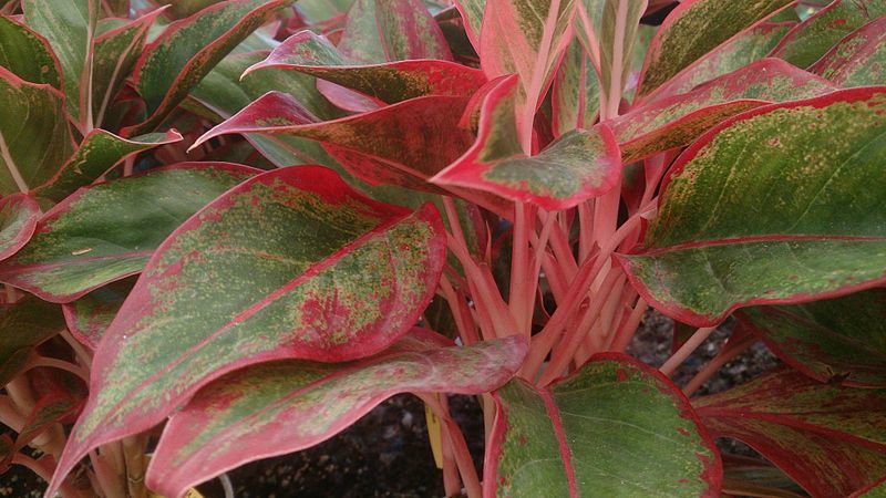 Pink Houseplants - 9 Pink Indoor Plants Instagram Loves ...
