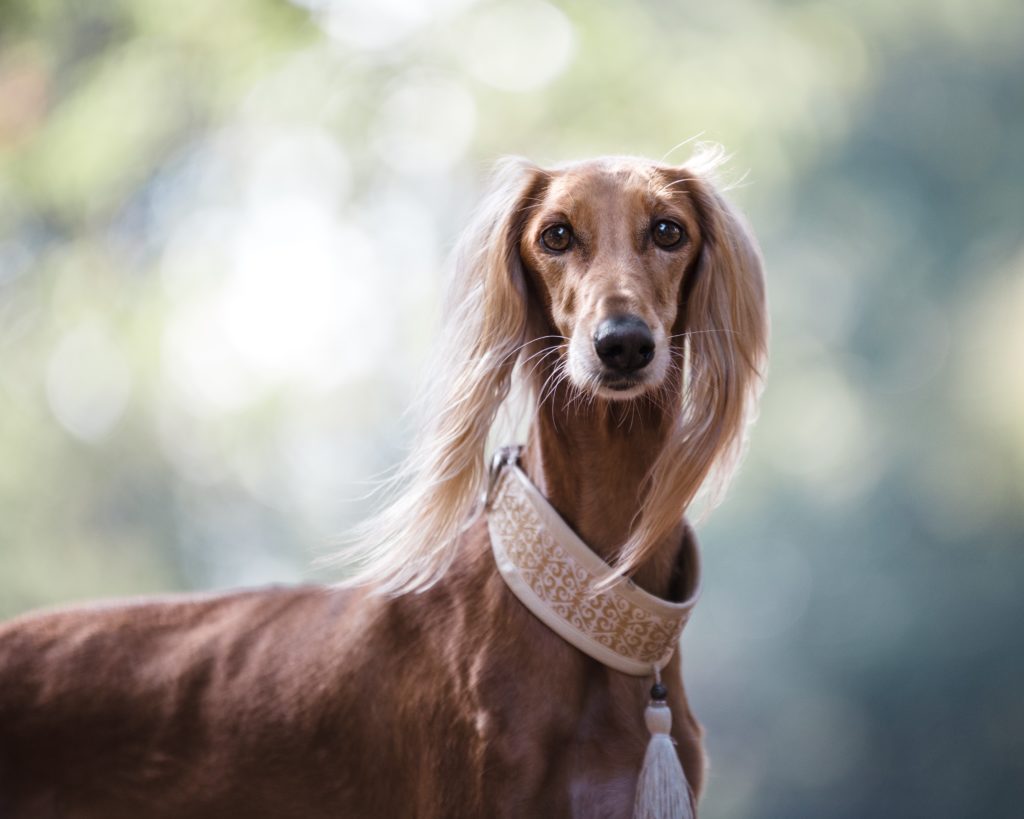 short haired dog with fluffy ears