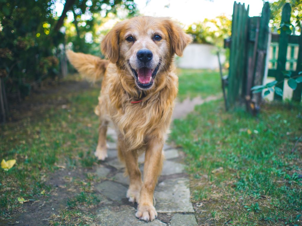 dog playing in garden